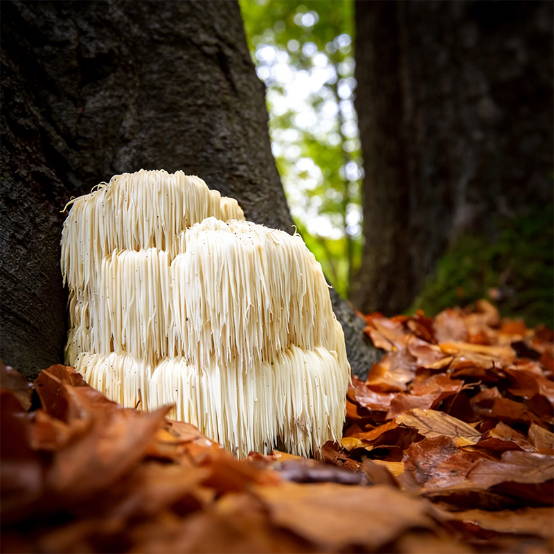 Lion's Mane Fruiting Body Extract Core Advantages